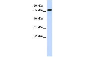 Western Blotting (WB) image for anti-Chromosome 1 Open Reading Frame 65 (C1ORF65) antibody (ABIN2459621) (C1orf65 antibody)
