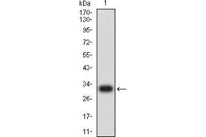 Western blot analysis using CD137 mAb against human CD137 (AA: 214-255) recombinant protein. (CD137 antibody  (AA 214-255))