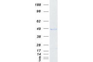 Validation with Western Blot (PHF7 Protein (Transcript Variant 1) (Myc-DYKDDDDK Tag))