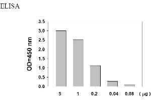 Image no. 5 for Epidermal Growth Factor Receptor (EGFR) ELISA Kit (ABIN625237) (EGFR ELISA Kit)