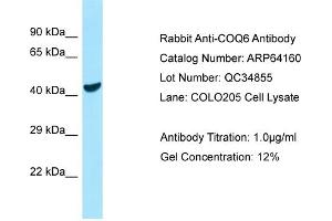 Western Blotting (WB) image for anti-Coenzyme Q6, Monooxygenase (COQ6) (C-Term) antibody (ABIN2789753) (COQ6 antibody  (C-Term))