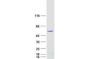 Validation with Western Blot (ARRDC1 Protein (Myc-DYKDDDDK Tag))