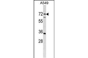 Western blot analysis in A549 cell line lysates (35ug/lane).