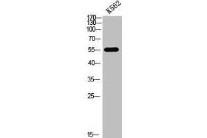 Western blot analysis of K562cellslysate, antibody was diluted at 500. (FOXO4 antibody  (acLys189))
