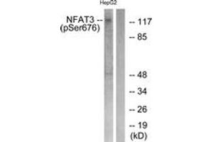 Western blot analysis of extracts from HepG2 cells treated with Ca2+ 40uM 30', using NFAT3 (Phospho-Ser676) Antibody. (NFATC4 antibody  (pSer676))
