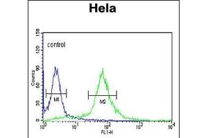 PIK4CB Antibody (Center) (ABIN390935 and ABIN2841135) flow cytometric analysis of Hela cells (right histogram) compared to a negative control cell (left histogram).
