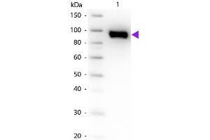 Western blot of Goat Anti-Plasminogen primary antibody. (PLG antibody)