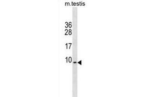PDE6H Antibody (Center) (ABIN1881645 and ABIN2838789) western blot analysis in mouse testis tissue lysates (35 μg/lane). (PDE6H antibody  (AA 4-33))