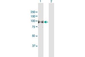 Western Blotting (WB) image for anti-Minichromosome Maintenance Deficient 4 (MCM4) (AA 1-863) antibody (ABIN950014)