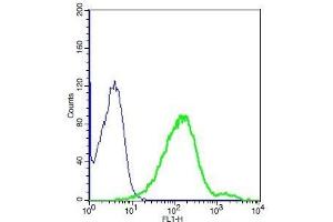 SCNN1B antibody  (pSer633)