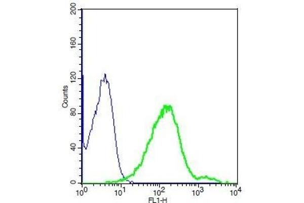 SCNN1B antibody  (pSer633)