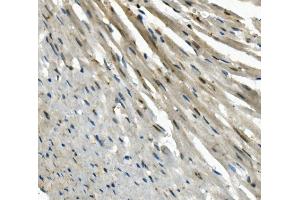 IHC analysis of EAPP using anti-EAPP antibody (ABIN7599214). (EAPP antibody  (AA 1-285))
