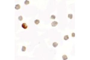 Immunohistochemistry (IHC) image for anti-Succinate Dehydrogenase Complex Assembly Factor 1 (SDHAF1) (C-Term) antibody (ABIN1030650) (SDHAF1 antibody  (C-Term))