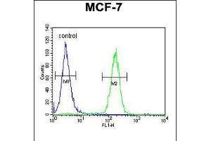 Flow cytometric analysis of MCF-7 cells (right histogram) compared to a negative control cell (left histogram). (THOC7 antibody  (C-Term))
