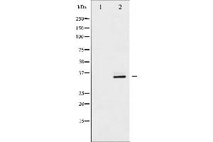Western blot analysis of CDC2 expression in HepG2 whole cell lysates,The lane on the left is treated with the antigen-specific peptide. (CDK1 antibody  (N-Term))