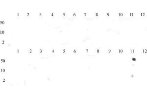 Histone H3 dimethyl Lys36 antibody (pAb) tested by dot blot analysis. (Histone 3 antibody  (2meLys36))