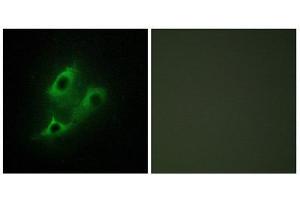 Immunofluorescence (IF) image for anti-serine Incorporator 2 (SERINC2) (C-Term) antibody (ABIN1849918) (SERINC2 antibody  (C-Term))