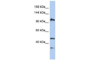 XAB2 antibody used at 0.