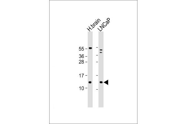 C18orf32 抗体  (AA 26-58)