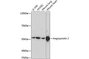 Western blot analysis of extracts of various cell lines, using  Rabbit mAb (ABIN7265589) at 1:1000 dilution. (Angiopoietin 2 antibody)