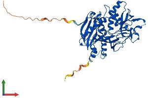 AlphaFold protein structure predicition of Human Recombinant DXO Protein, UniprotID O77932