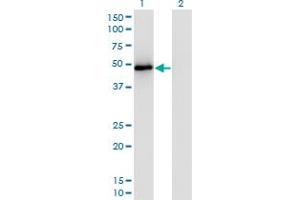 Western Blot analysis of TRAF2 expression in transfected 293T cell line by TRAF2 monoclonal antibody (M04), clone 4C11.