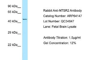 Western Blotting (WB) image for anti-Neurotensin Receptor 2 (NTSR2) (C-Term) antibody (ABIN971299) (NTSR2 antibody  (C-Term))