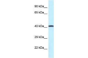 WB Suggested Anti-P2rx2 Antibody   Titration: 1. (P2RX2 antibody  (Middle Region))