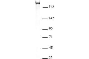 Chd5 antibody (mAb) (Clone 5A10) tested by Western blot. (CHD5 antibody  (C-Term))
