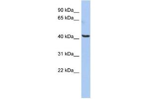 WB Suggested Anti-OLFML1 Antibody Titration: 0. (OLFML1 antibody  (Middle Region))