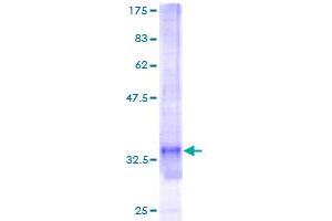 SNRPG Protein (AA 1-76) (GST tag)
