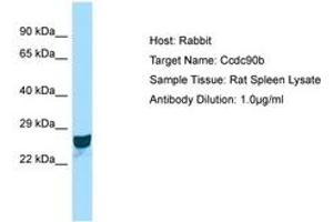Image no. 1 for anti-Coiled-Coil Domain Containing 90B (CCDC90B) (AA 151-200) antibody (ABIN6749915) (CCDC90B antibody  (AA 151-200))