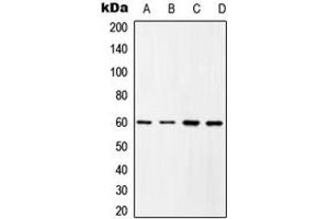 Western blot analysis of c-SRC (pY419) expression in HEK293T EGF-treated (A), COLO205 (B), Raw264.