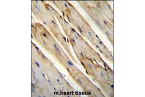 GAS1 Antibody immunohistochemistry analysis in formalin fixed and paraffin embedded mouse heart tissue tissue followed by peroxidase conjugation of the secondary antibody and DAB staining. (GAS1 antibody  (N-Term))