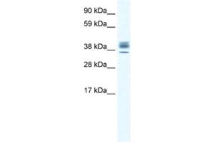 Western Blotting (WB) image for anti-ESX Homeobox 1 (ESX1) antibody (ABIN2461431) (ESX Homeobox 1 antibody)