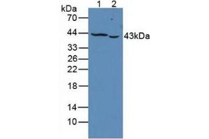 Figure. (PTPRJ antibody  (AA 1061-1293))
