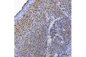 IHC analysis of USP26 using anti-USP26 antibody (ABIN7599543).