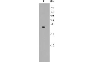 Lane 1: MCF-7 lysates probed with Bad (5D4) Monoclonal Antibody  at 1:500. (BAD antibody)