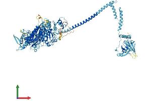 Protein Structure (PS) image for Myosin IC (MYO1C) (AA 1-1063) protein (His tag) (ABIN7554681)