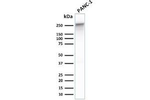 Western Blot Analysis of human PANC-1 cell lysate using Spectrin beta III Mouse Monoclonal Antibody (SPTBN2/1778). (Spectrin, Beta, Non-erythrocytic 2 (SPTBN2) (AA 356-475) antibody)