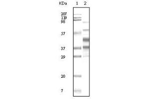 Western Blotting (WB) image for anti-KSHVK8a antibody (ABIN2464074) (KSHVK8a antibody)