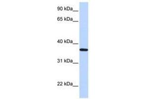 LCN12 antibody  (AA 36-85)