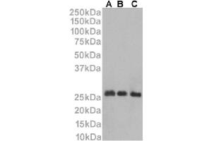 Western Blot using anti-CD53 antibody HD77. (Recombinant CD53 antibody)