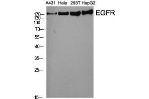 Western Blot (WB) analysis of specific cells using EGFR Polyclonal Antibody.
