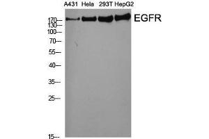 Western Blot (WB) analysis of specific cells using EGFR Polyclonal Antibody. (EGFR antibody  (Ser325))