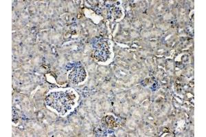 IHC testing of FFPE mouse kidney tissue with Thrombopoietin antibody at 1ug/ml. (Thrombopoietin antibody)