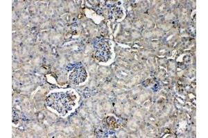 IHC testing of FFPE mouse kidney tissue with Thrombopoietin antibody at 1ug/ml.