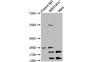 Immunoprecipitating HIST1H1C in Hela whole cell lysate (treated with 30 mM sodium butyrate for 4h) Lane 1: Rabbit control IgG instead of ABIN7139207 in Hela whole cell lysate (treated with 30 mM sodium butyrate for 4h). (HIST1H1C antibody  (acLys96))