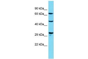 Host: Rabbit Target Name: Dusp7 Sample Type: Rat Pancreas lysates Antibody Dilution: 1. (DUSP7 antibody  (N-Term))