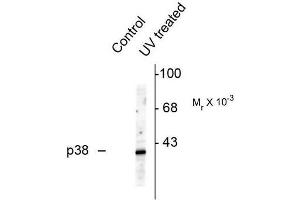 Image no. 1 for anti-Mitogen-Activated Protein Kinase 14 (MAPK14) (pThr180), (pTyr182) antibody (ABIN372694) (MAPK14 antibody  (pThr180, pTyr182))